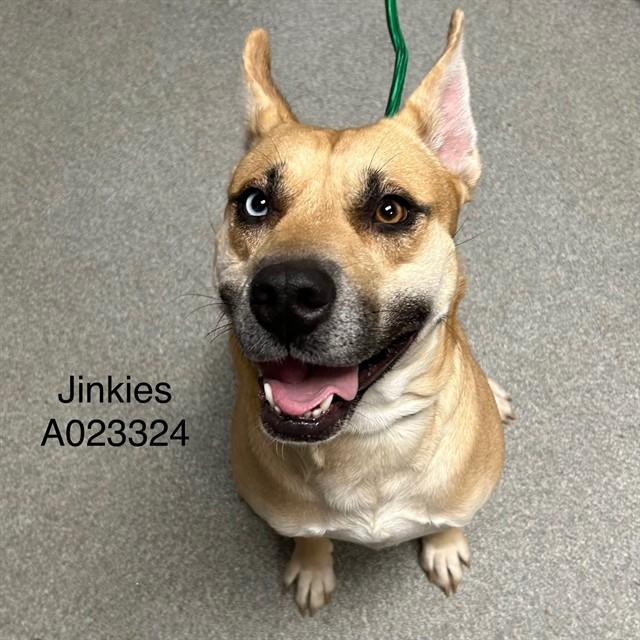 JINKIES, Adoptable, Adult Female Australian Shepherd & Mixed Breed.
