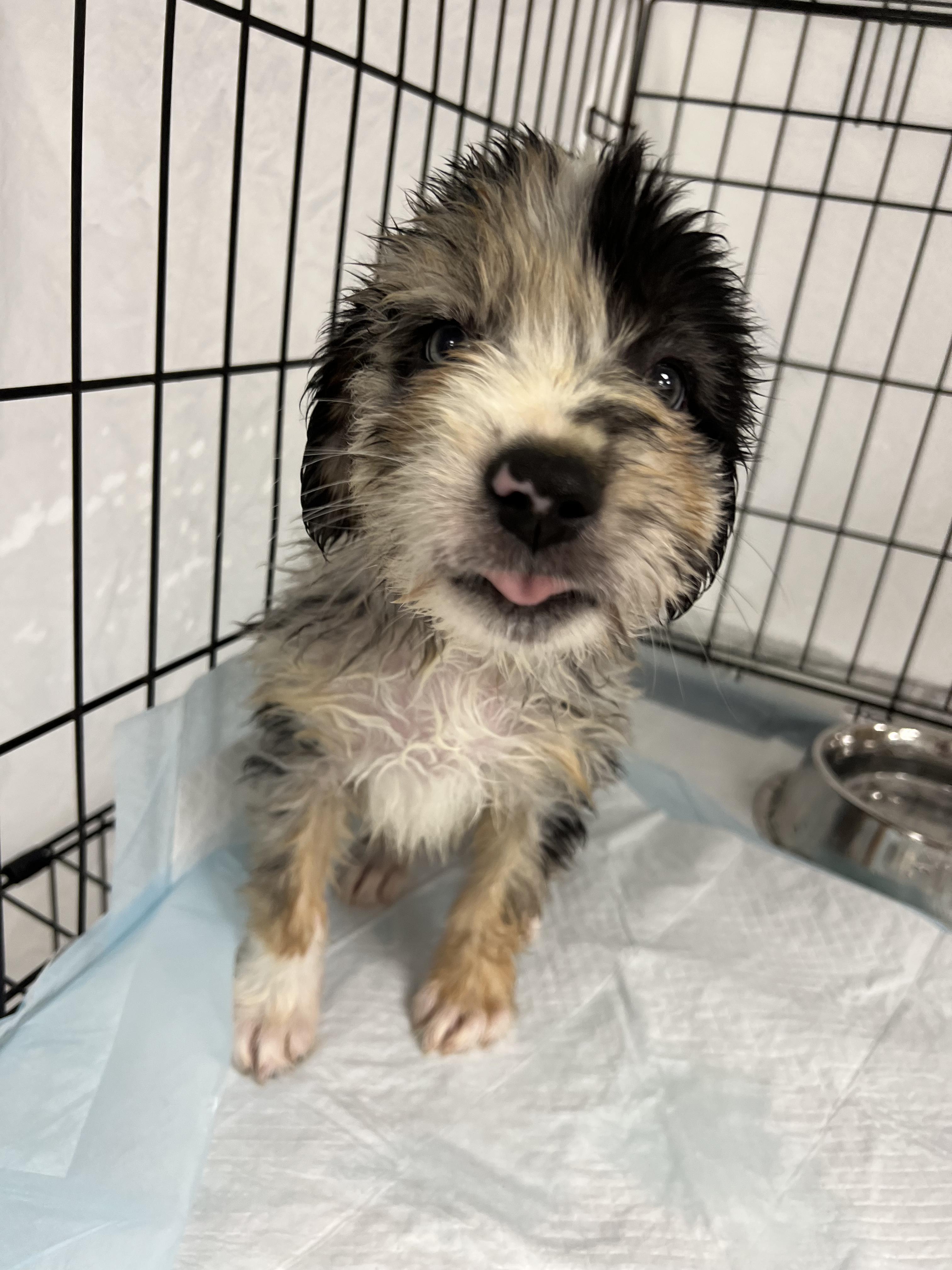 Max, adopted, Puppy Male Australian Shepherd & Poodle.