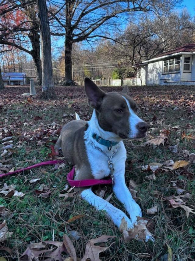 Scout - Maine 5