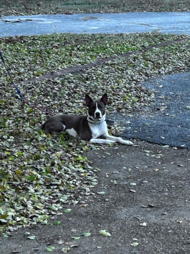 Scout - Maine 2