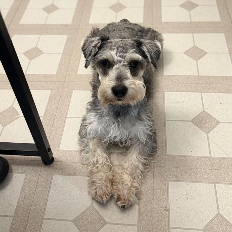 Orzo, Adoptable, Adult Male Miniature Schnauzer.
