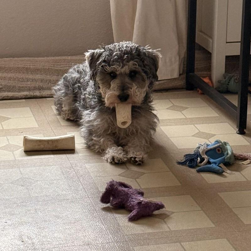 Enlarge Orzo, a Adoptable Miniature Schnauzer in Austin, TX image 2/5