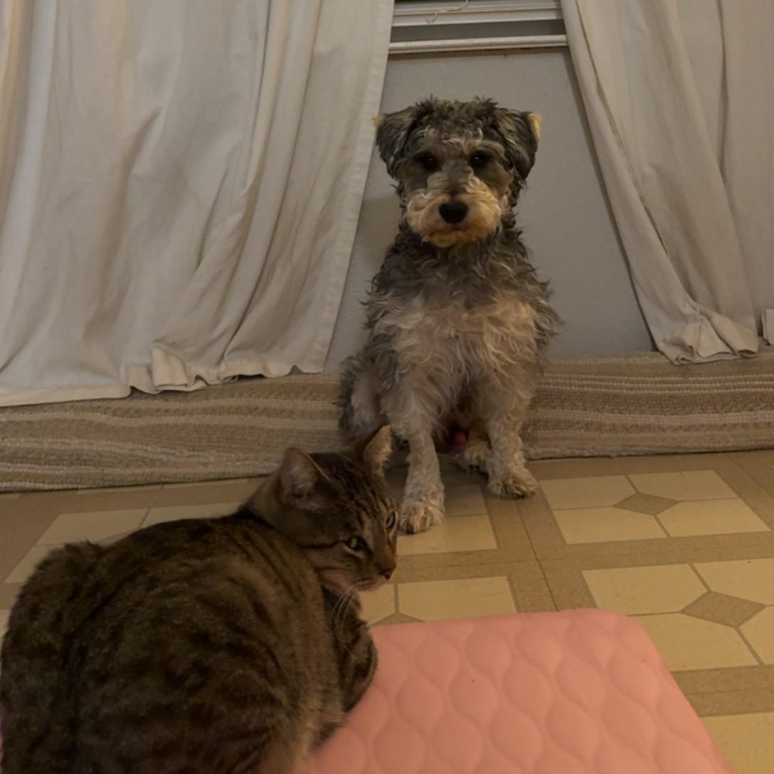 Enlarge Orzo, a Adoptable Miniature Schnauzer in Austin, TX image 3/5