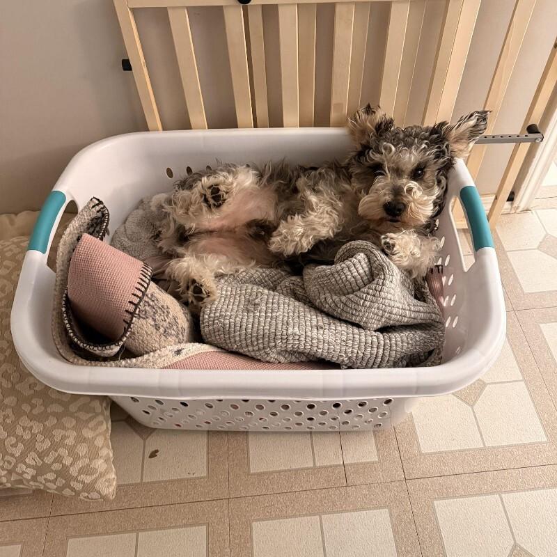 Enlarge Orzo, a Adoptable Miniature Schnauzer in Austin, TX image 4/5