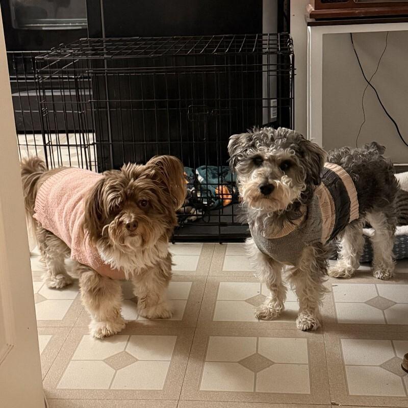 Enlarge Orzo, a Adoptable Miniature Schnauzer in Austin, TX image 5/5