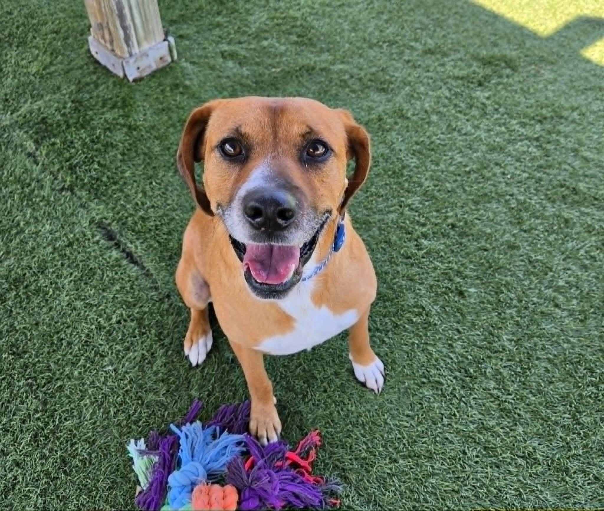 Apollo, a ADOPTABLE mixed breed in Sparta, WI image 4/6