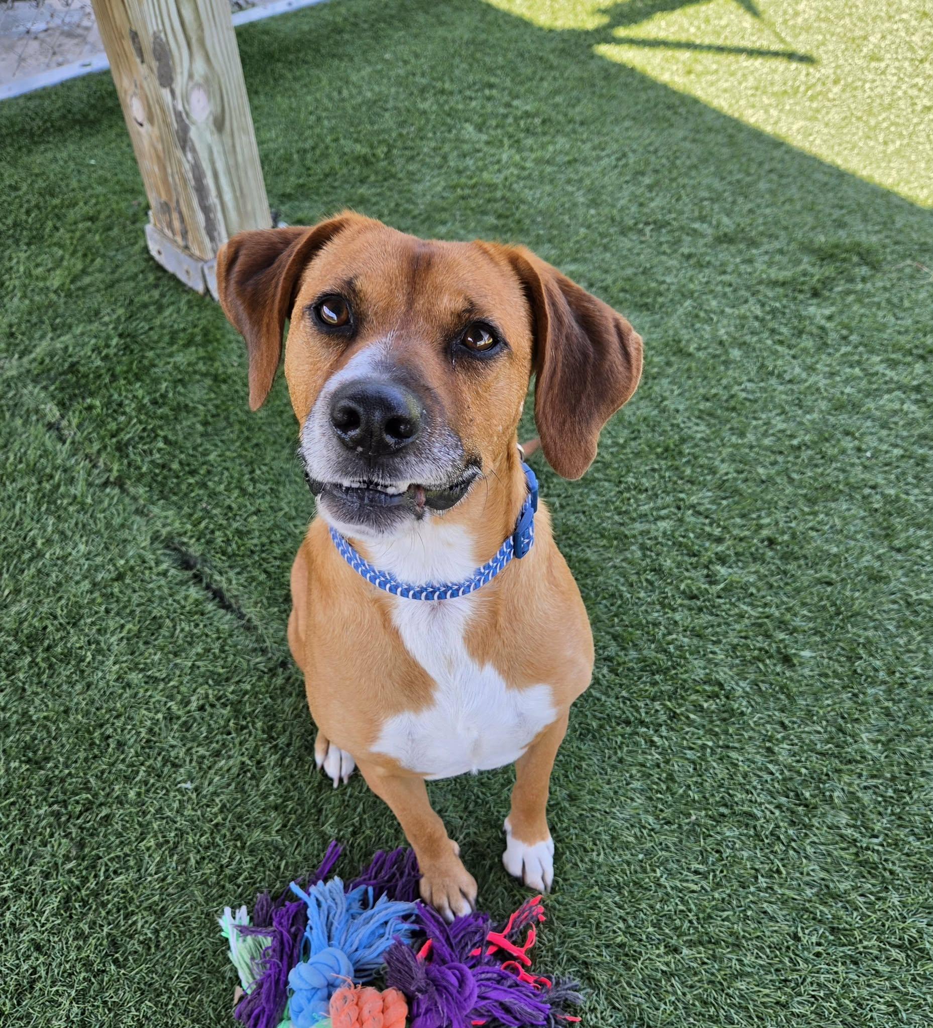 Apollo, ADOPTABLE, Adult Male Hound & Labrador Retriever.