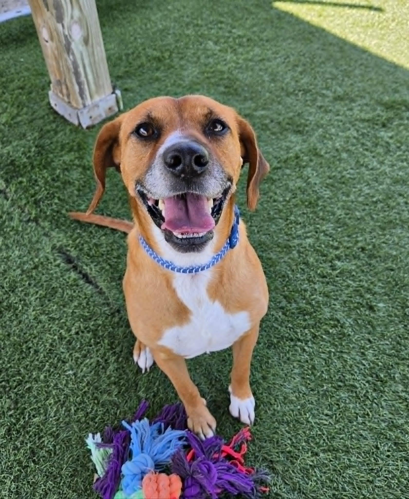 Apollo, a ADOPTABLE mixed breed in Sparta, WI image 2/6