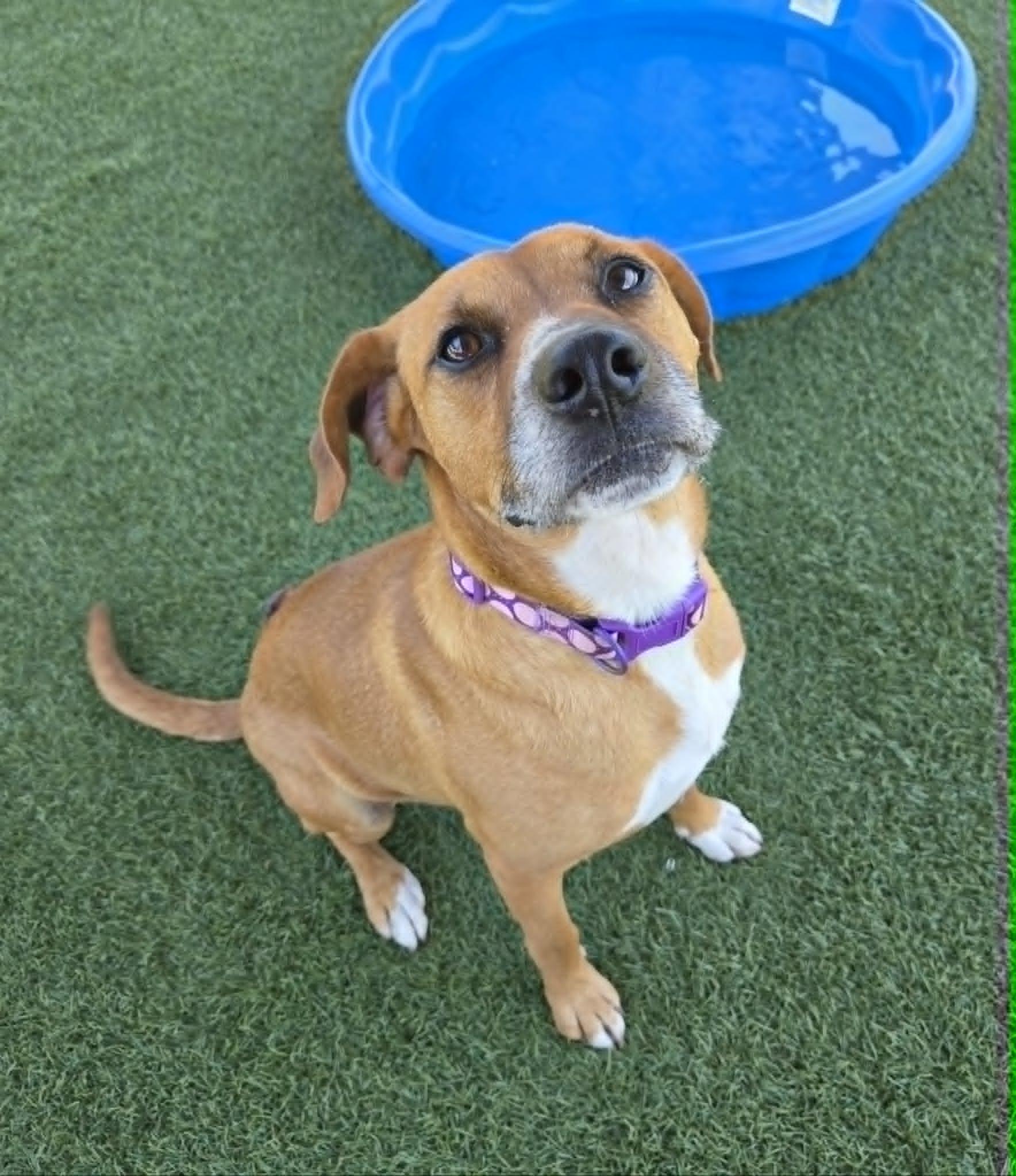 Apollo, a ADOPTABLE mixed breed in Sparta, WI image 3/6