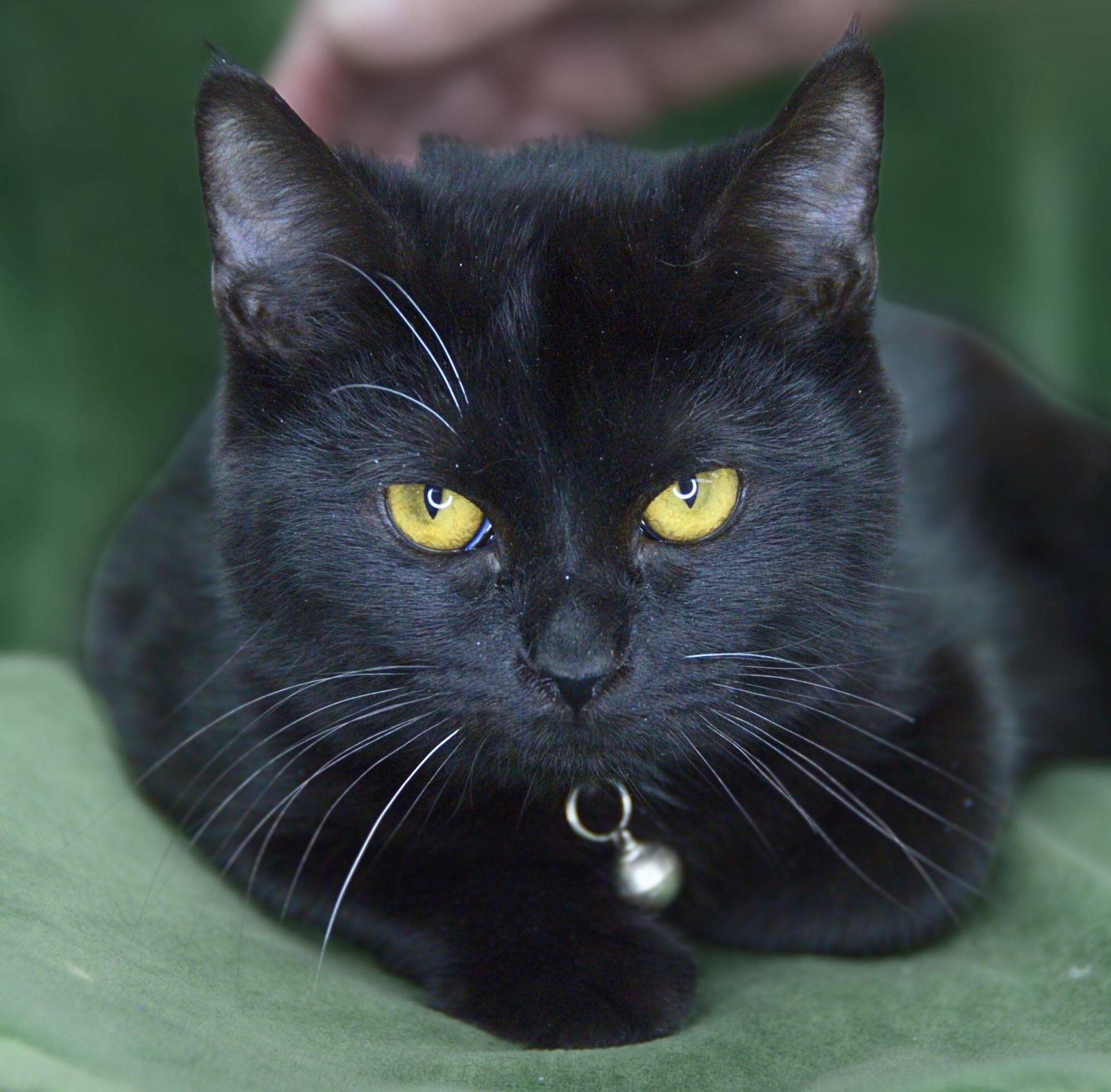 Enlarge Jafar and Faciliar, a Adoptable American Shorthair in Frederick, MD image 3/6