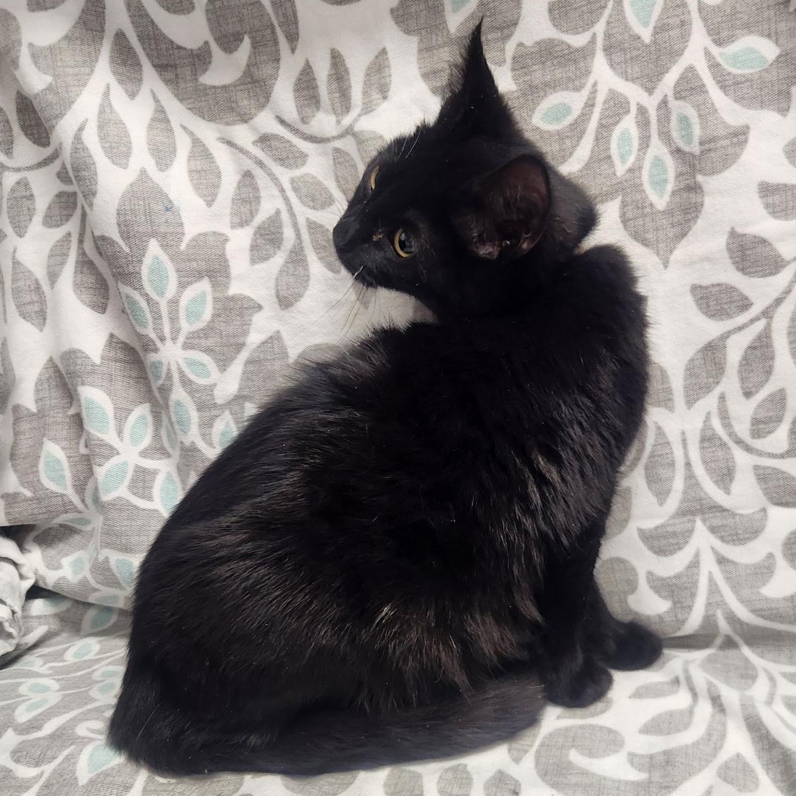 Enlarge Jafar and Faciliar, a Adoptable American Shorthair in Frederick, MD image 6/6