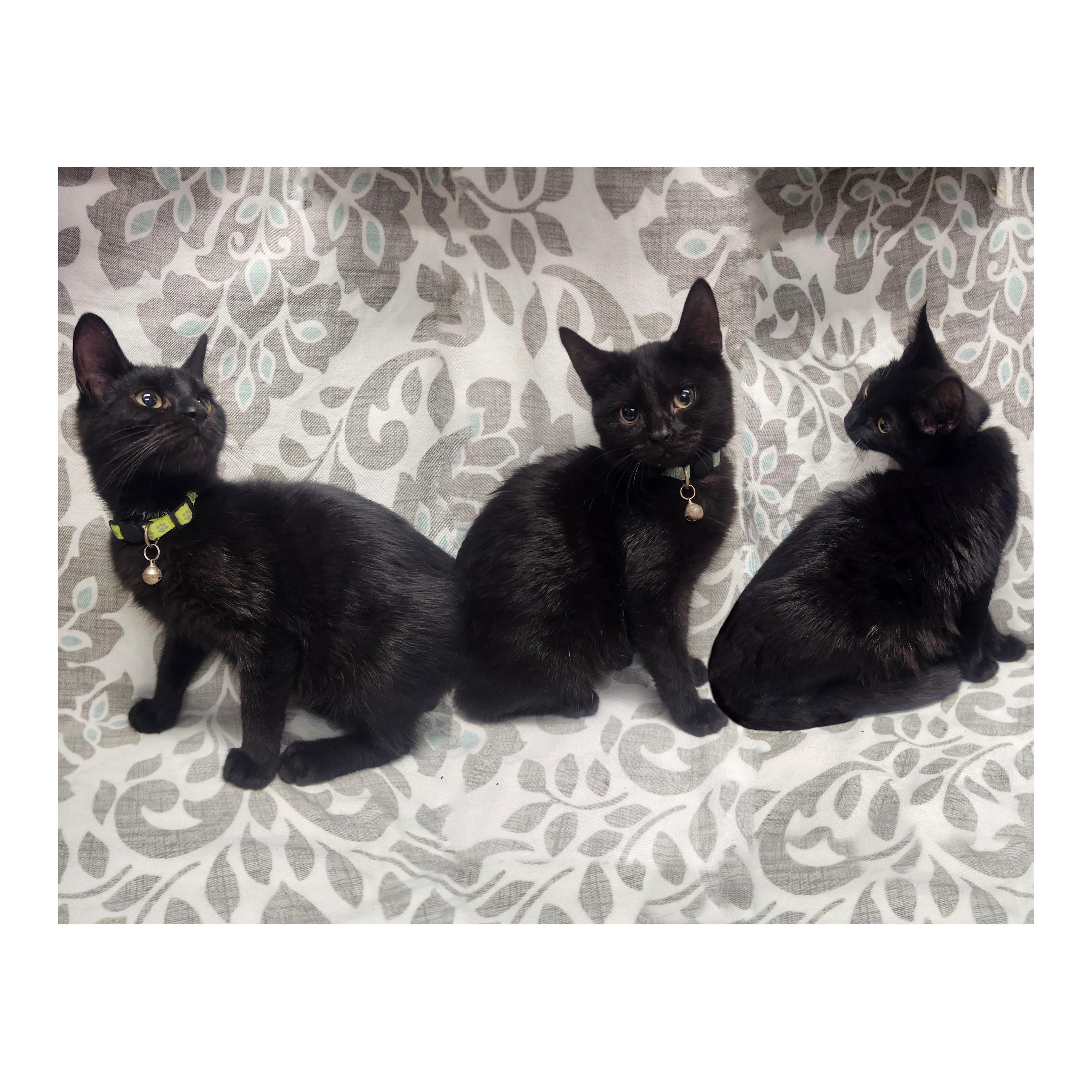 Enlarge Jafar, Faciliar & Haydeez, a Adoptable American Shorthair in Frederick, MD image 5/5