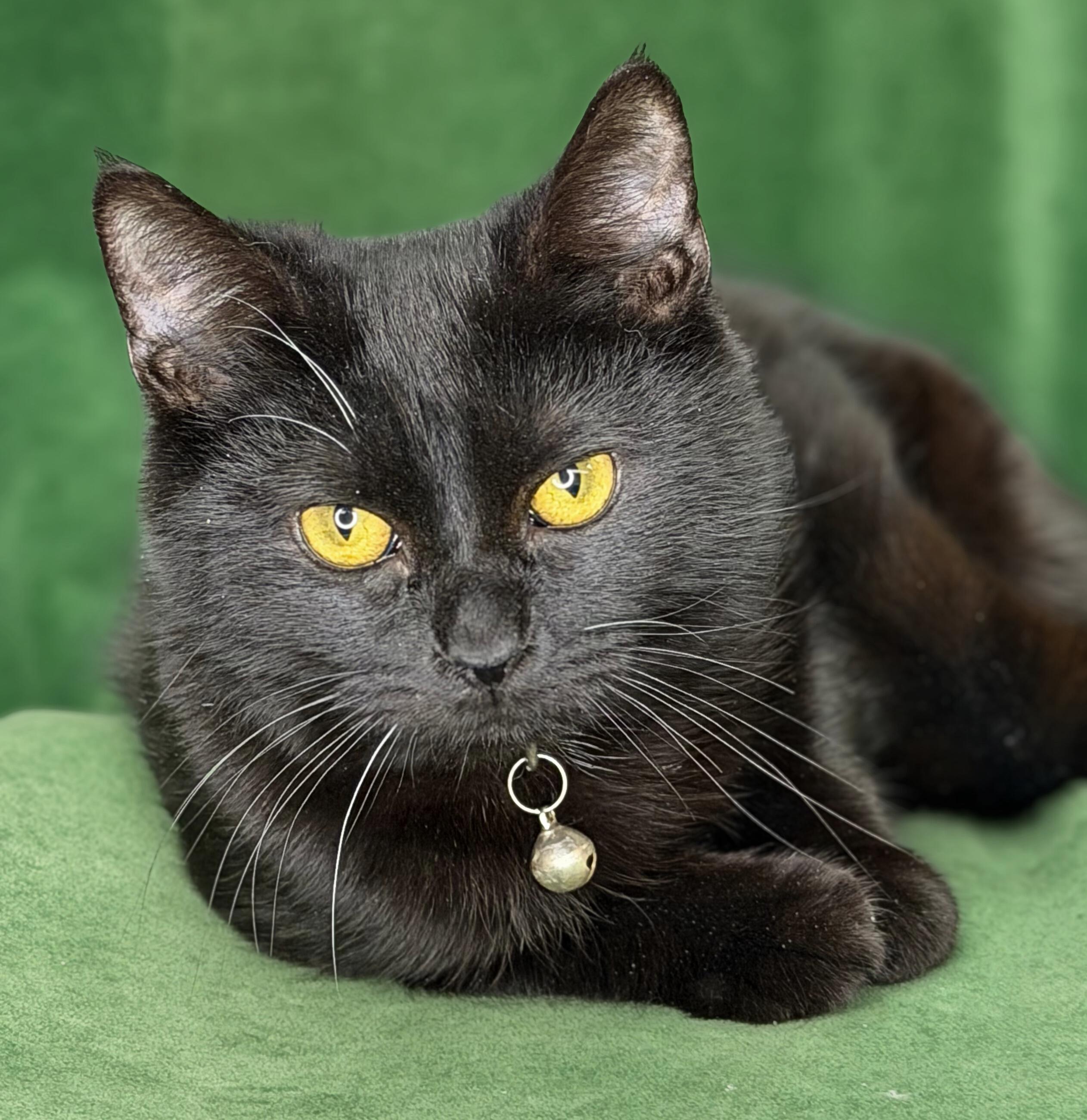 Enlarge Jafar, Faciliar & Haydeez, a Adoptable American Shorthair in Frederick, MD image 1/5