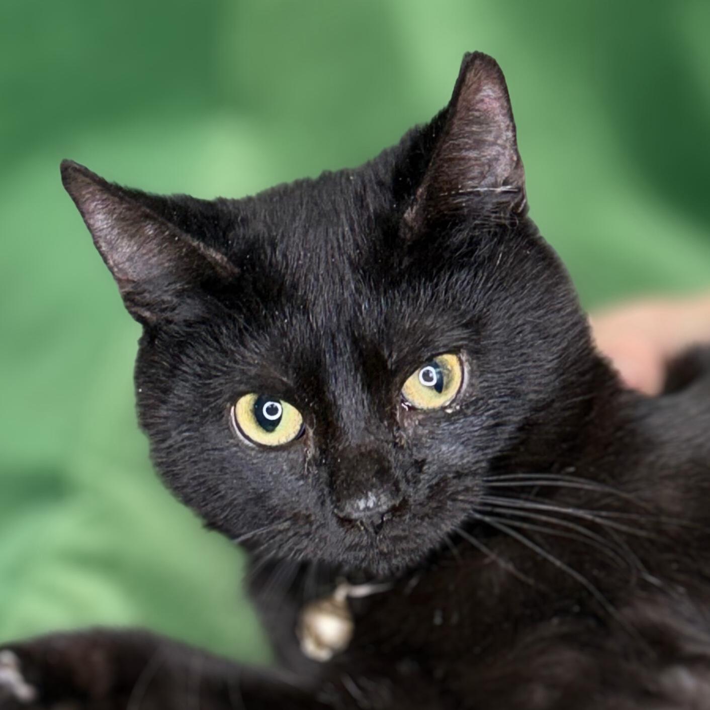 Enlarge Jafar, Faciliar & Haydeez, a Adoptable American Shorthair in Frederick, MD image 2/5