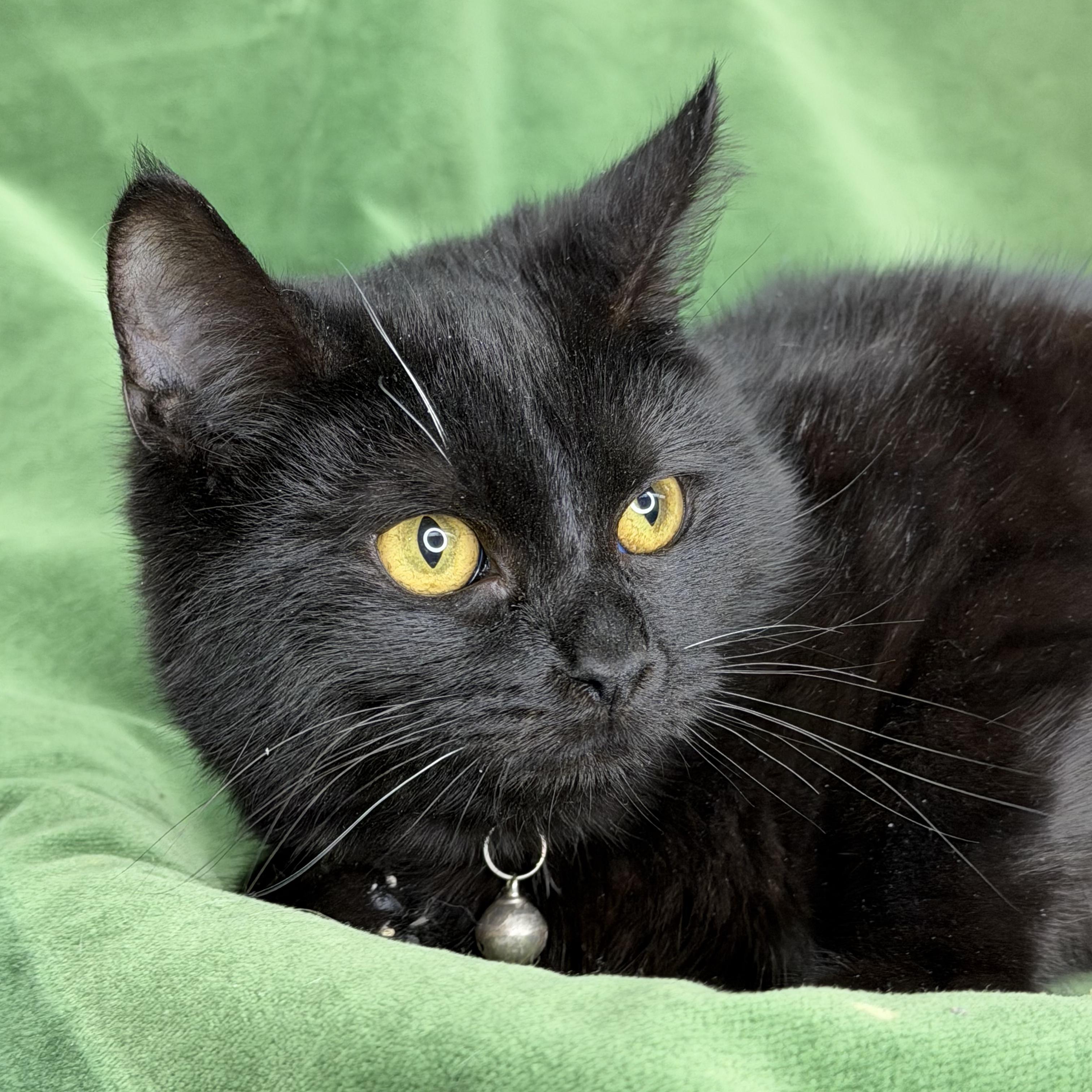 Enlarge Jafar and Faciliar, a Adoptable American Shorthair in Frederick, MD image 4/6