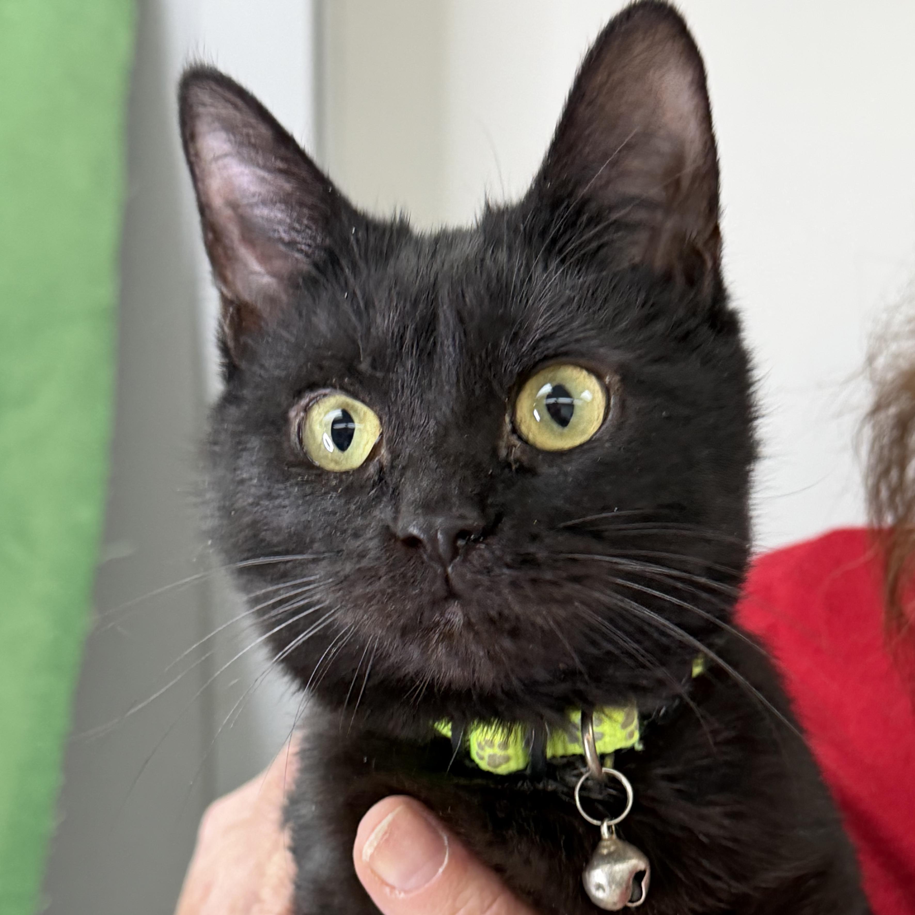 Enlarge Jafar, Faciliar & Haydeez, a Adoptable American Shorthair in Frederick, MD image 4/5