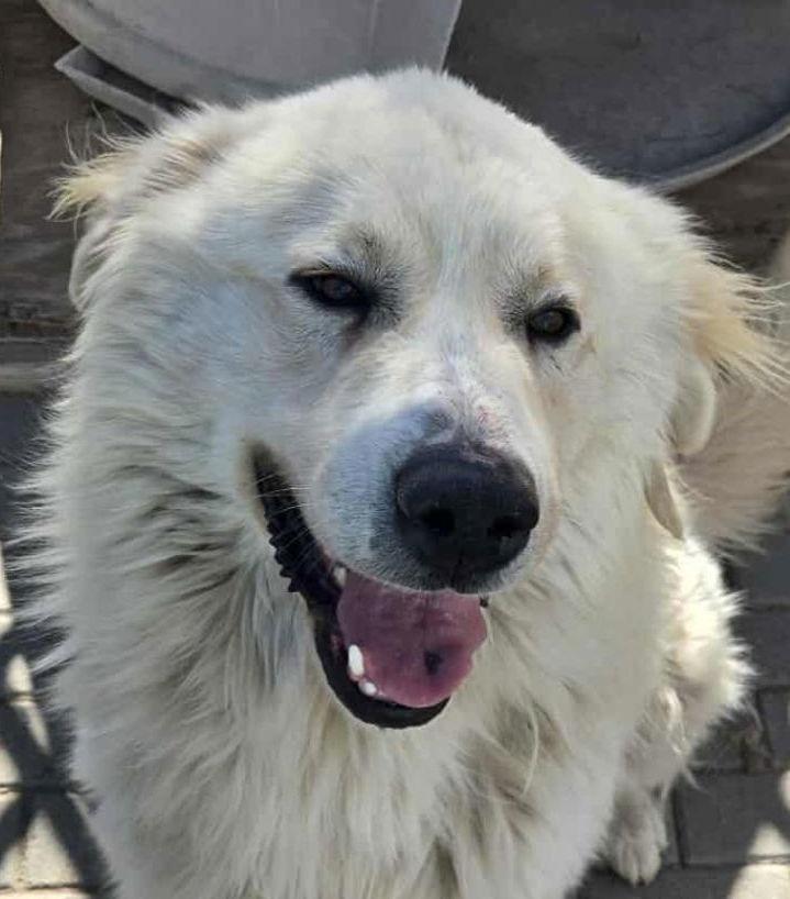 Enlarge Tucker, a Adoptable Great Pyrenees in Hamilton, MT image 1/3
