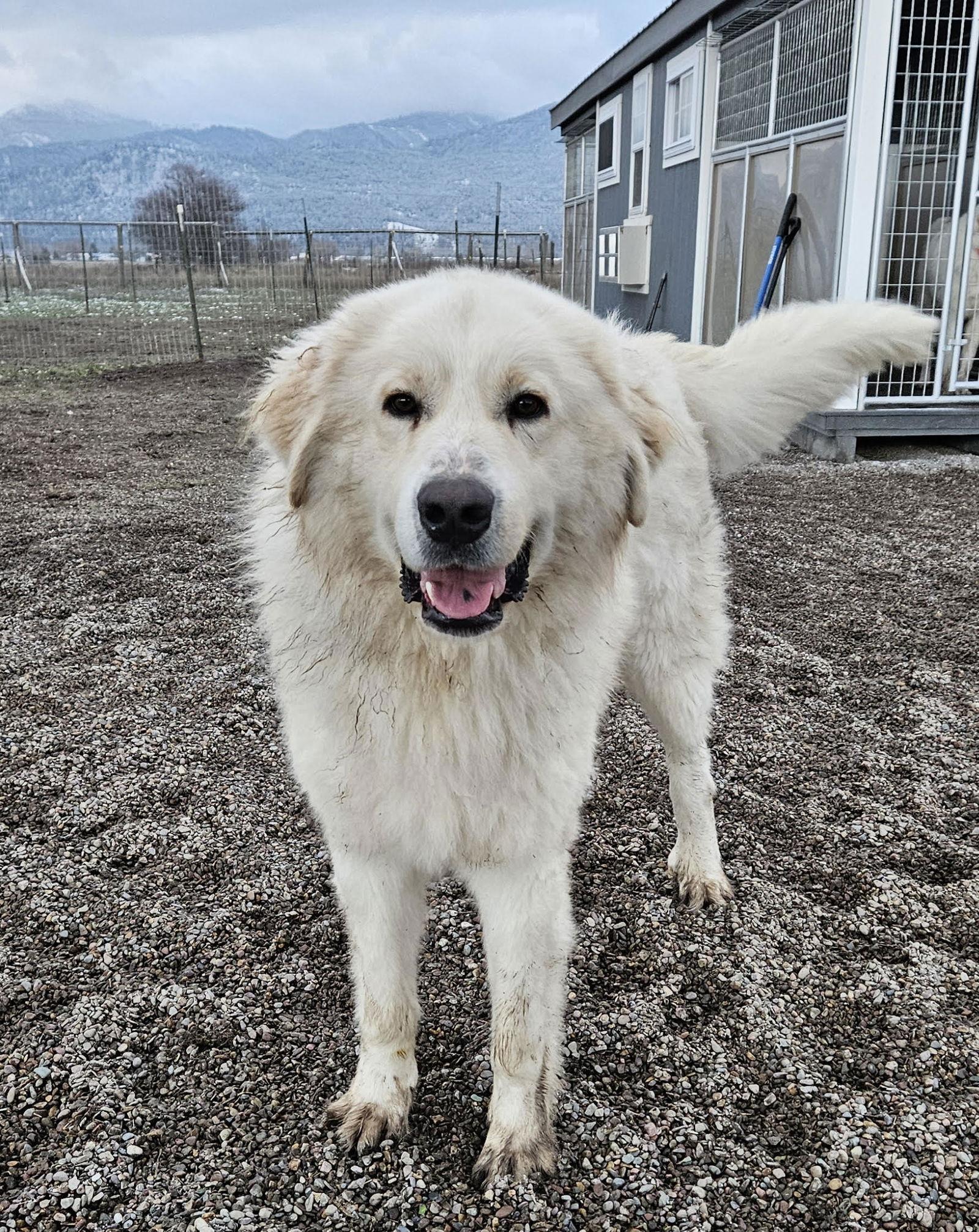 Enlarge Tucker, a Adoptable Great Pyrenees in Hamilton, MT image 2/3