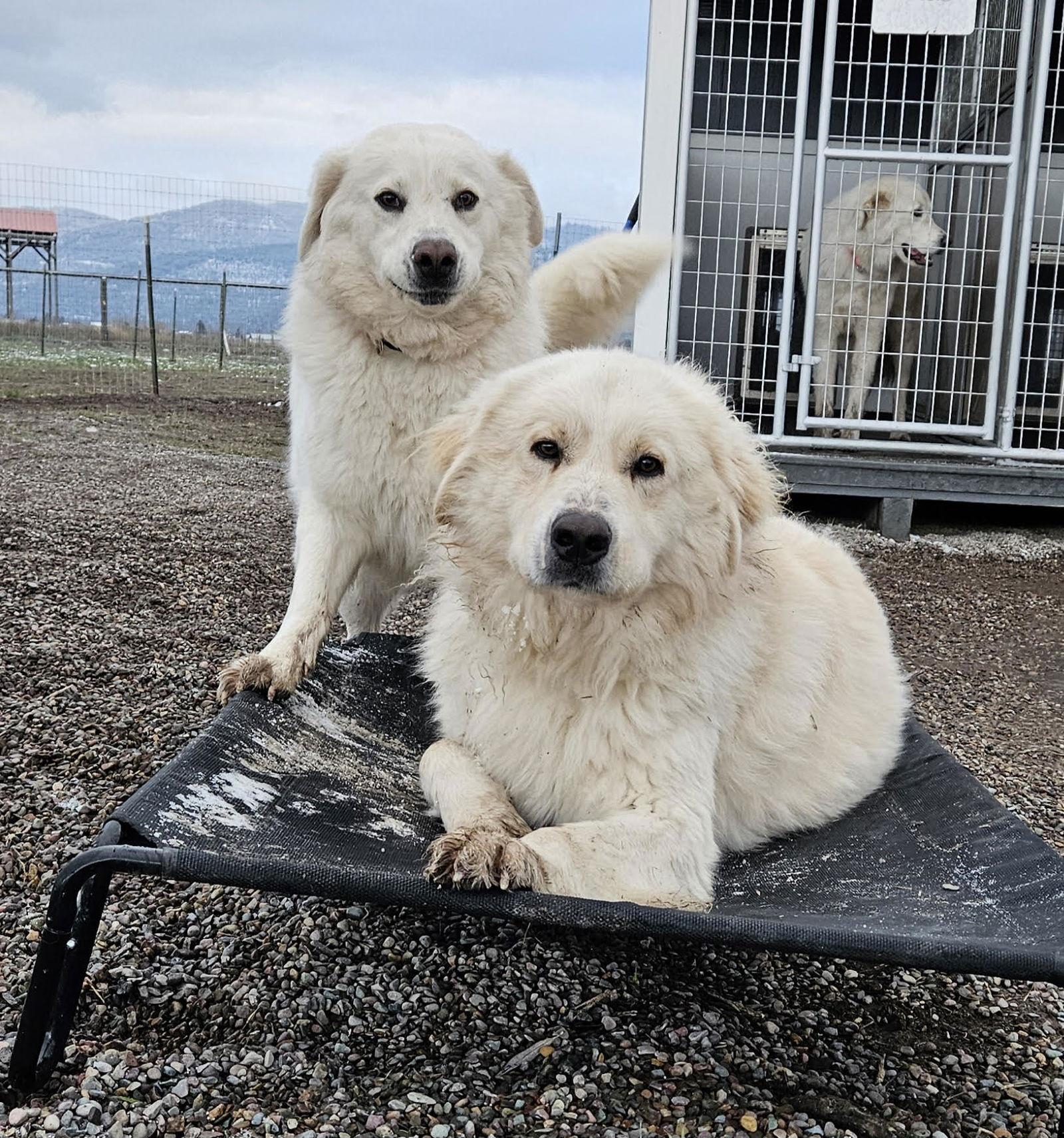 Enlarge Tucker, a Adoptable Great Pyrenees in Hamilton, MT image 3/3