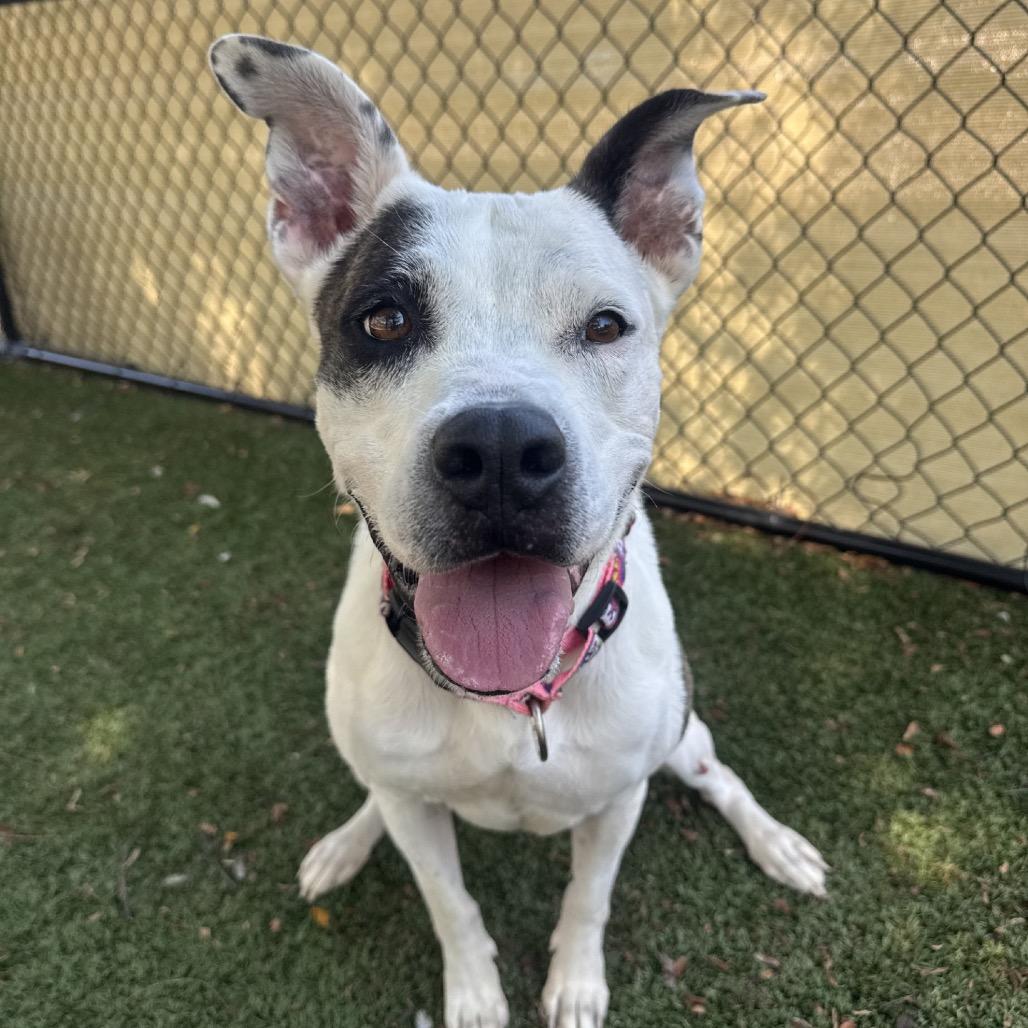 Nyx, Adoptable, Adult Female Pit Bull Terrier & Mixed Breed.