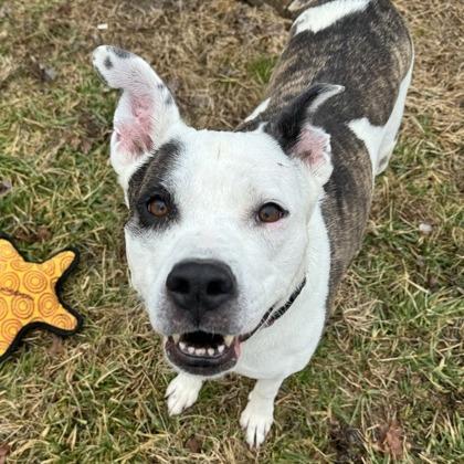 Nyx, Adoptable, Adult Female Pit Bull Terrier.