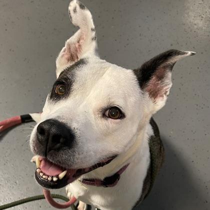 Enlarge Nyx, a Adoptable mixed breed in Indianapolis, IN image 2/3