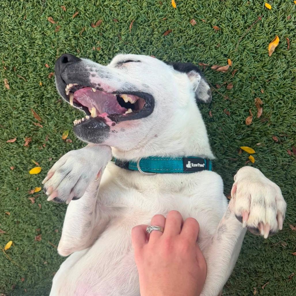 Enlarge Nyx, a Adoptable mixed breed in Indianapolis, IN image 4/5