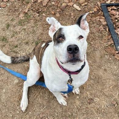 Enlarge Nyx, a Adoptable mixed breed in Indianapolis, IN image 3/3