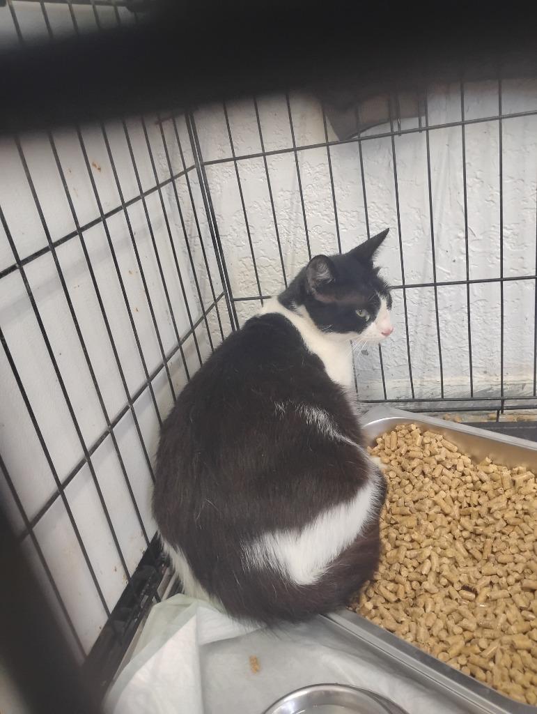 Enlarge Nyx, a Adoptable mixed breed in Brownwood, TX image 1/1