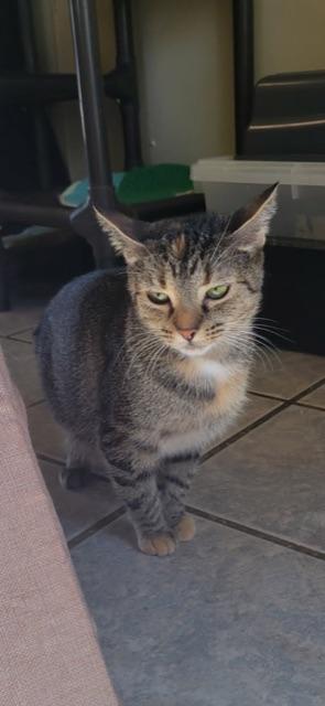 FLOWER! (Momma of the FLOWER litter)