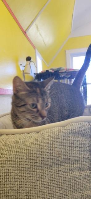 FLOWER! (Momma of the FLOWER litter) — thumbnail 2