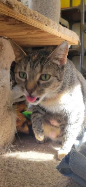 FLOWER! (Momma of the FLOWER litter) — thumbnail 3