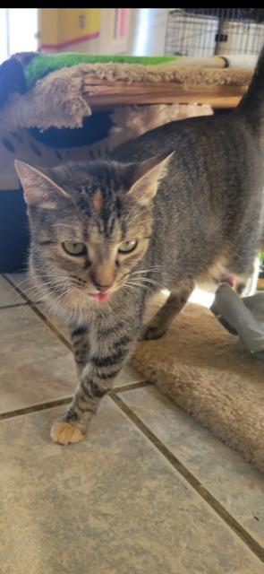 FLOWER! (Momma of the FLOWER litter) — thumbnail 4