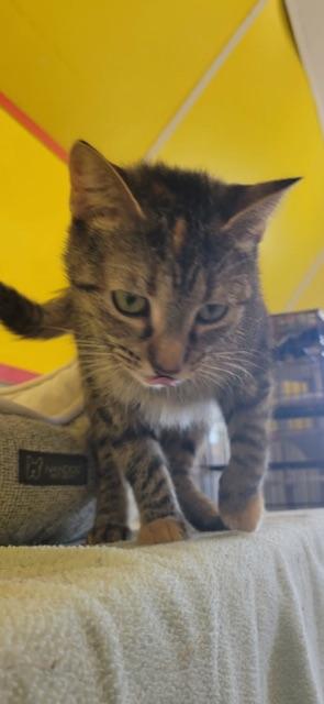 FLOWER! (Momma of the FLOWER litter) — thumbnail 6