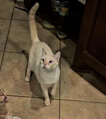 Mikko, Adoptable, Adult Female Siamese & Domestic Short Hair.