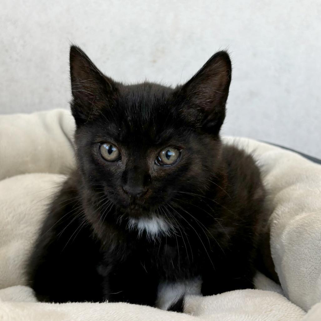 Noir, Adoptable, Kitten Female Domestic Short Hair.