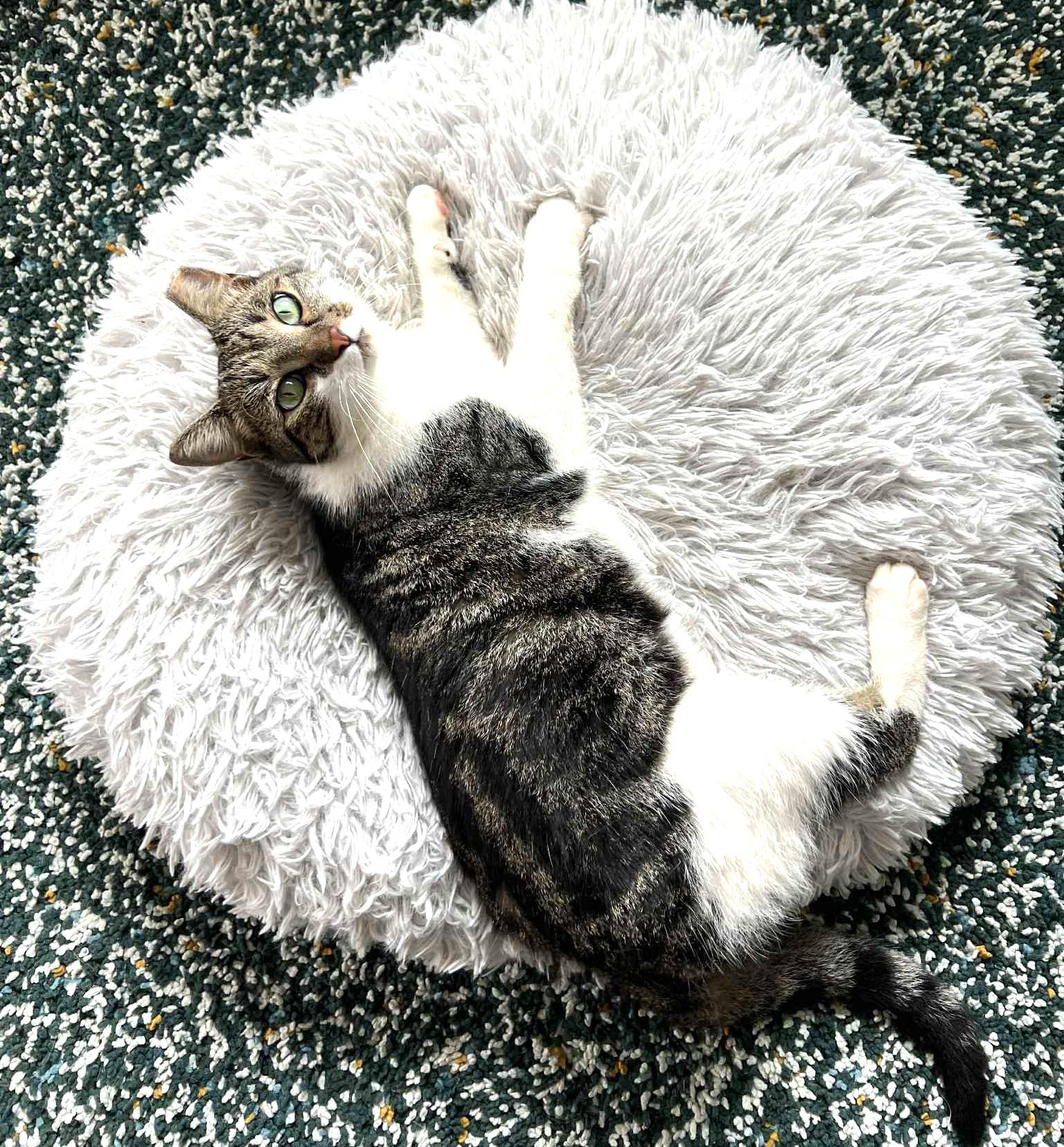 Enlarge Mia, a Adoptable Domestic Short Hair in Charlotte, NC image 1/5