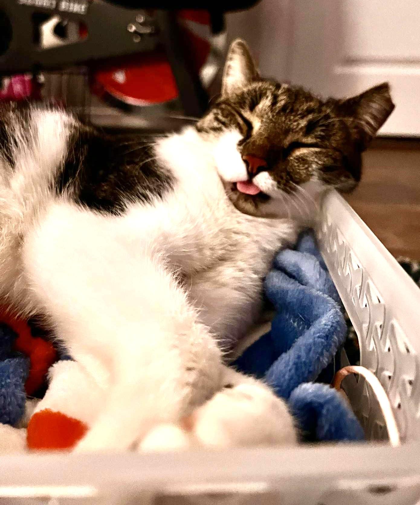 Enlarge Mia, a Adoptable Domestic Short Hair in Charlotte, NC image 5/5