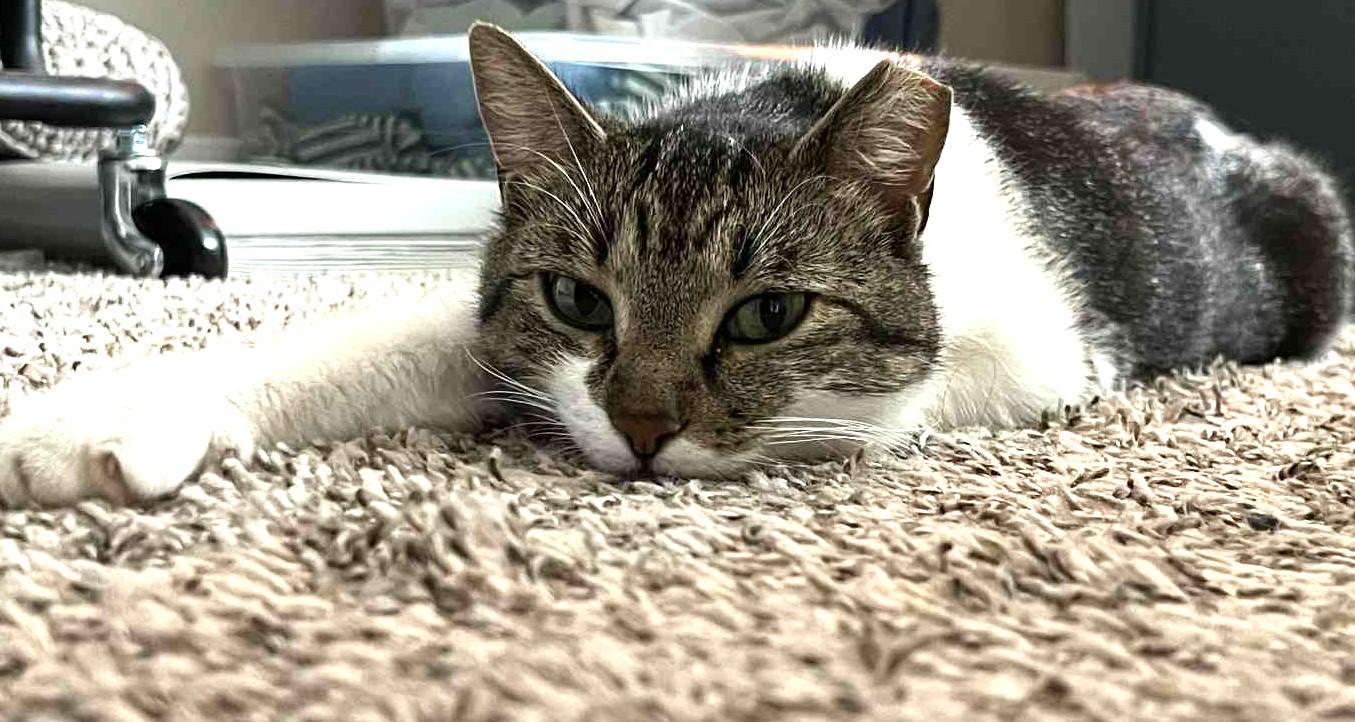 Enlarge Mia, a Adoptable Domestic Short Hair in Charlotte, NC image 4/5