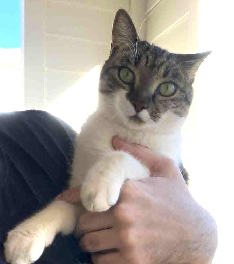 Enlarge Mia, a Adoptable Domestic Short Hair in Charlotte, NC image 2/5