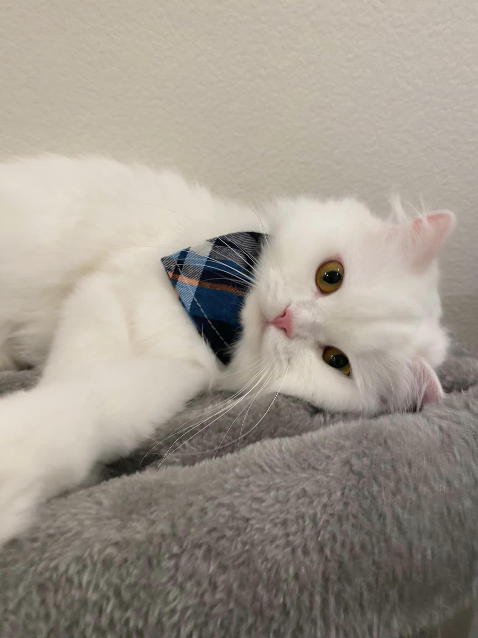 Enlarge DaDa, a Adoptable Persian in Prosper, TX image 1/3