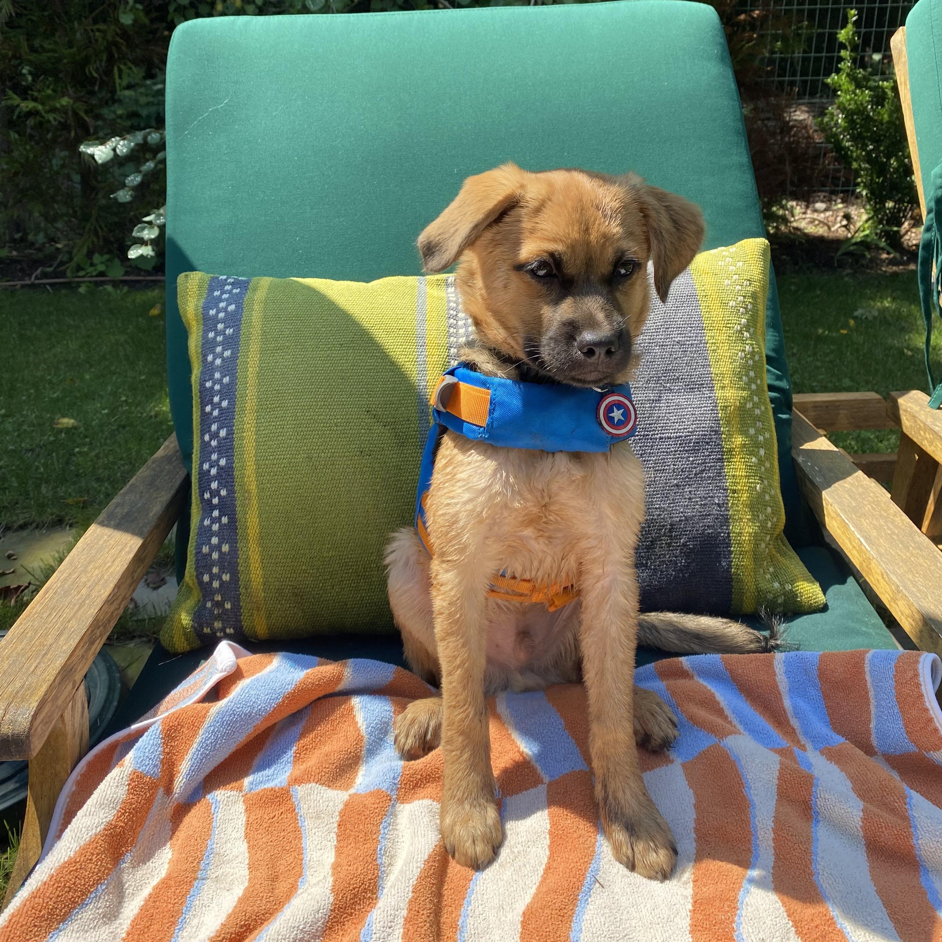 Banjo