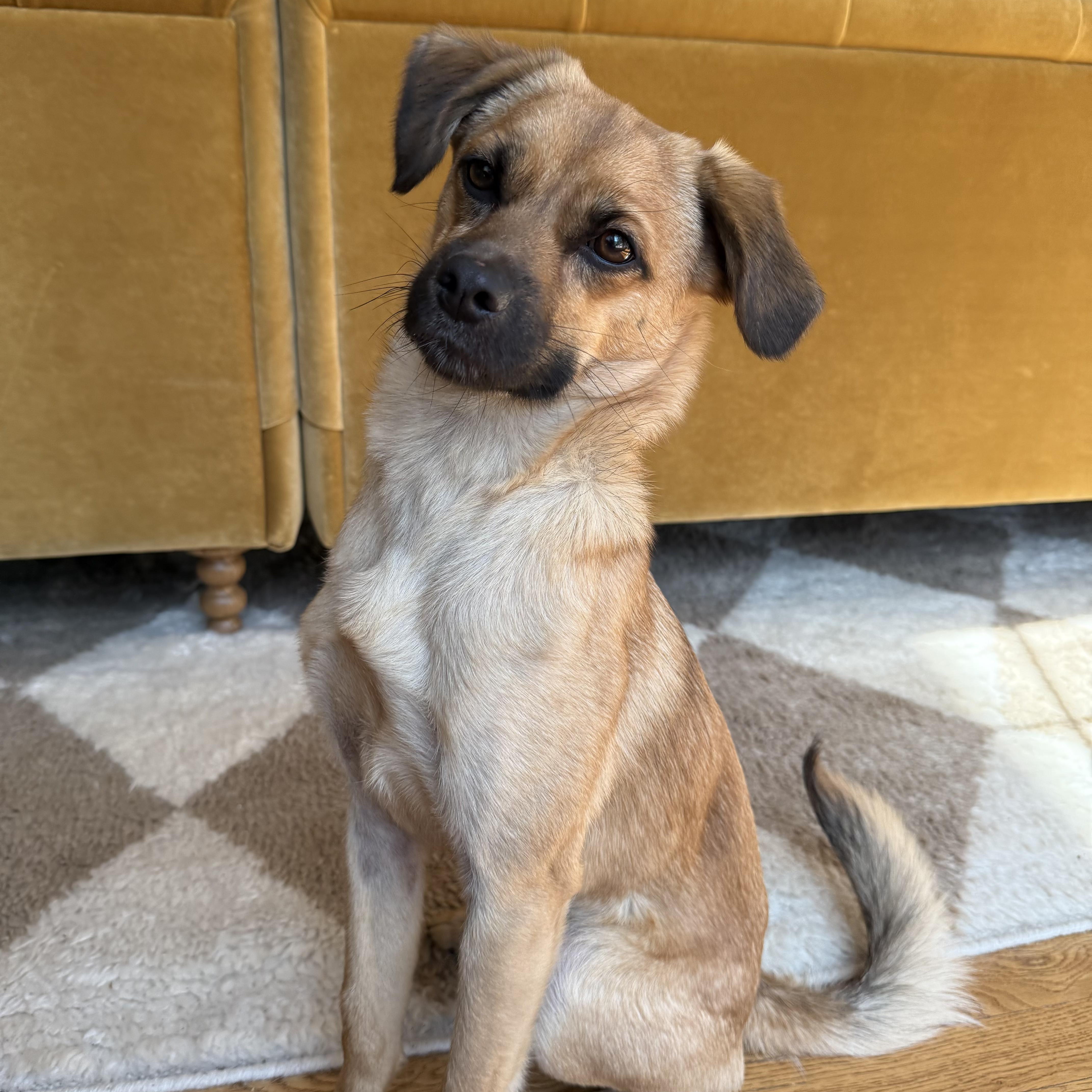 Banjo