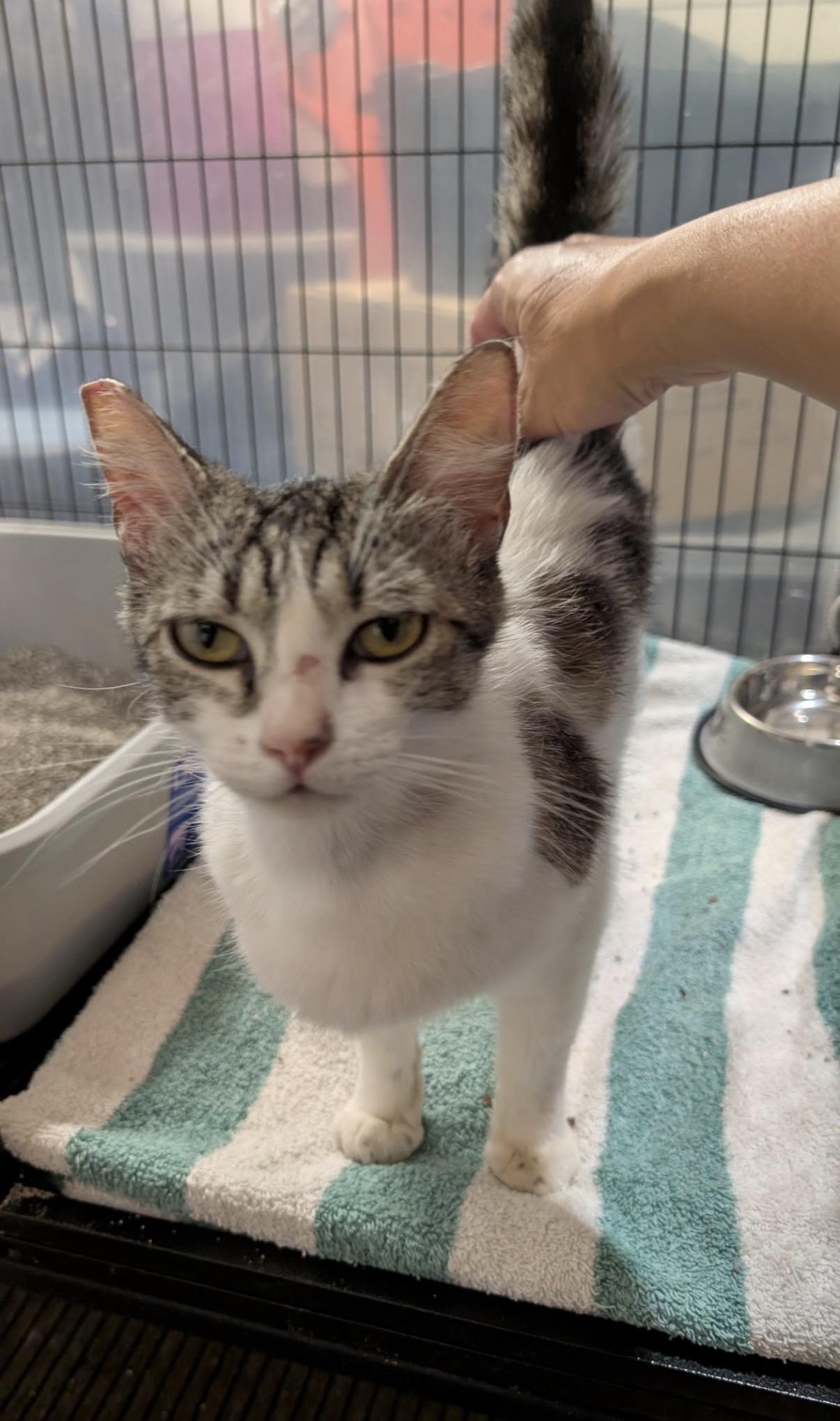 Sadie Jade, a Adoptable Domestic Short Hair in San Jose, CA image 2/4