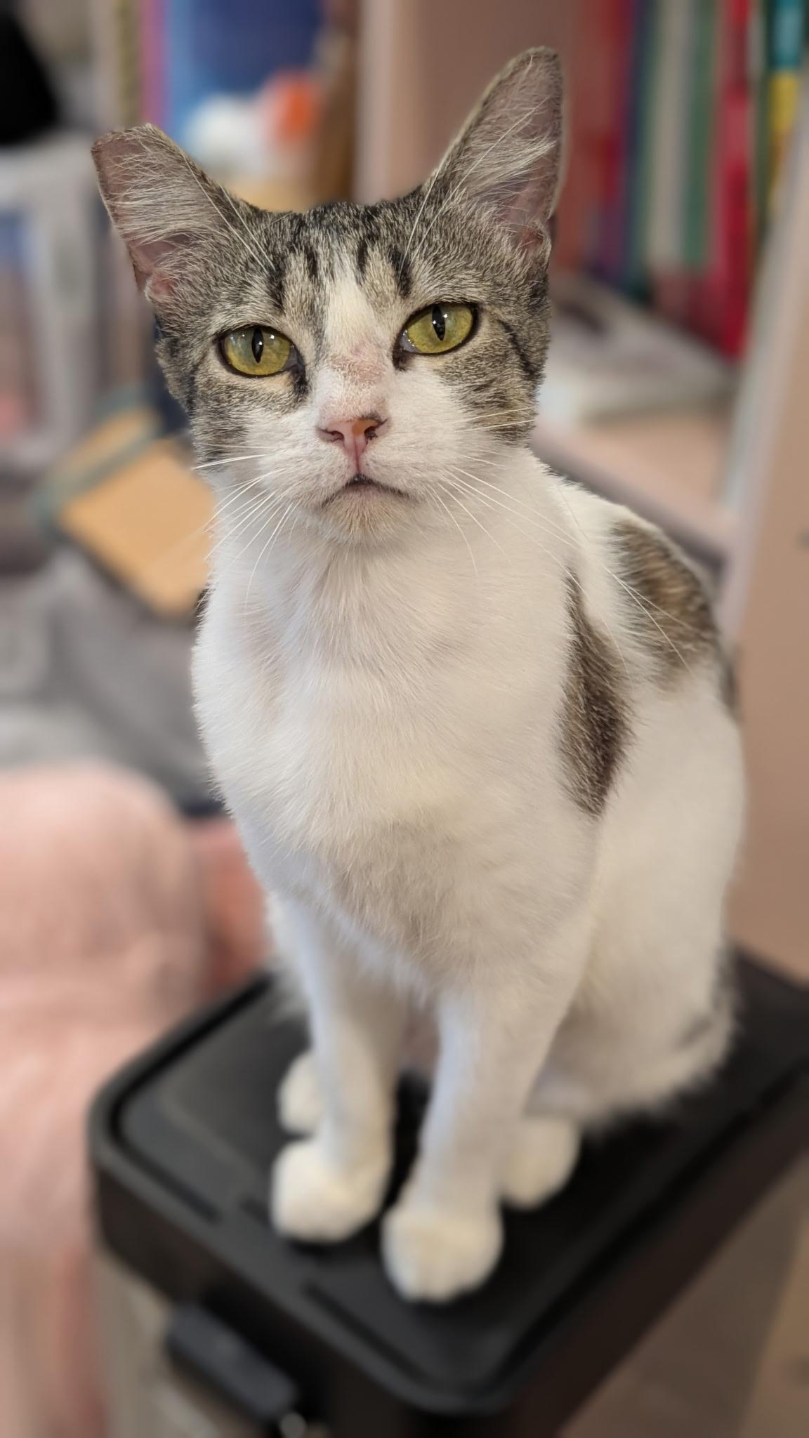 Sadie Jade, a Adoptable Domestic Short Hair in San Jose, CA image 4/6
