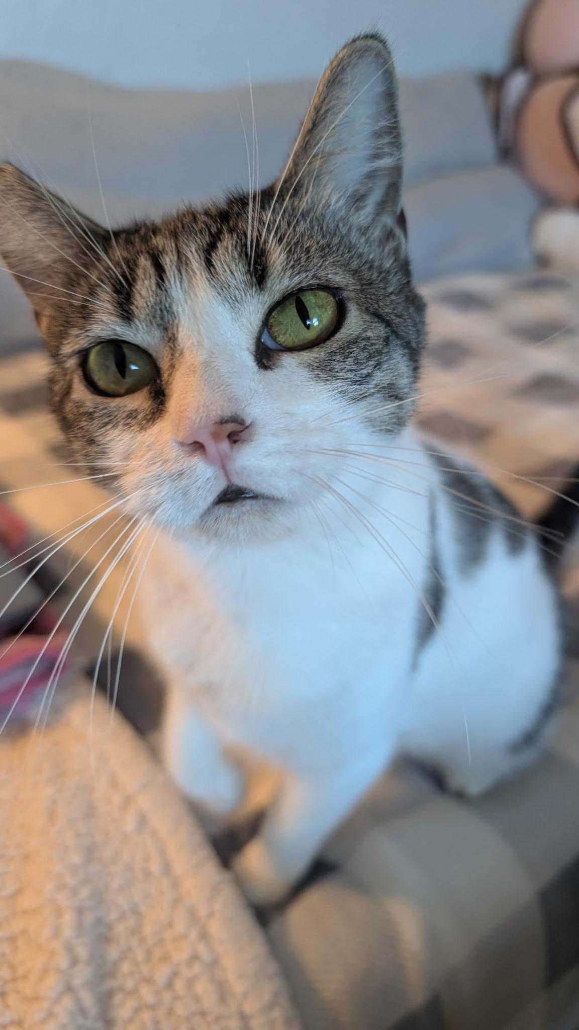 Enlarge Sadie Jade, a Adoptable Domestic Short Hair in San Jose, CA image 4/5
