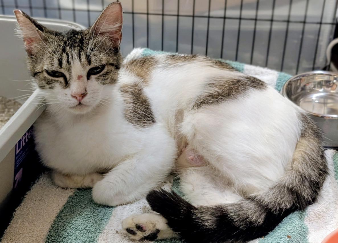 Sadie Jade, Adoptable, Adult Female Domestic Short Hair.