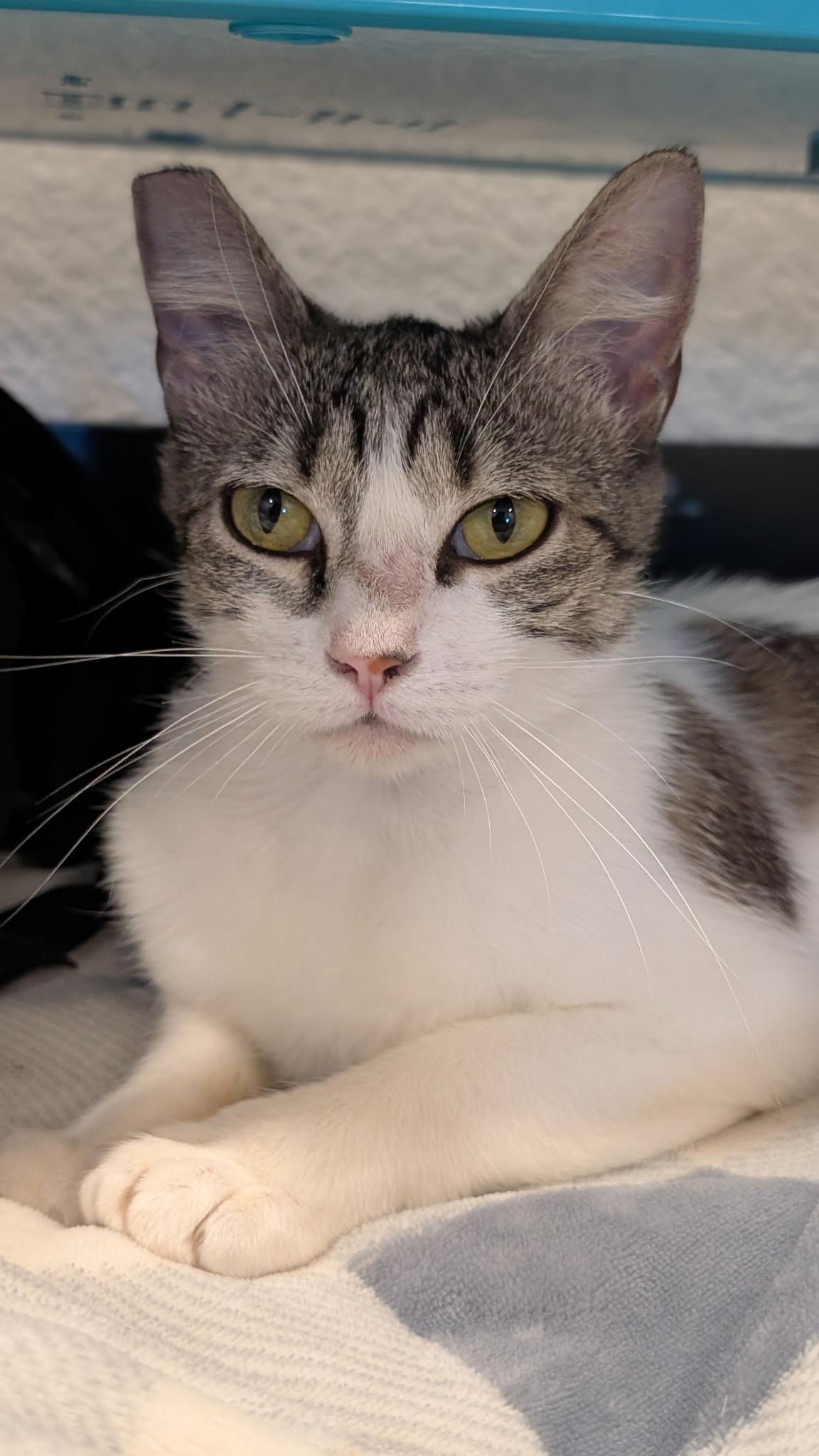 Sadie Jade, a Adoptable Domestic Short Hair in San Jose, CA image 2/6