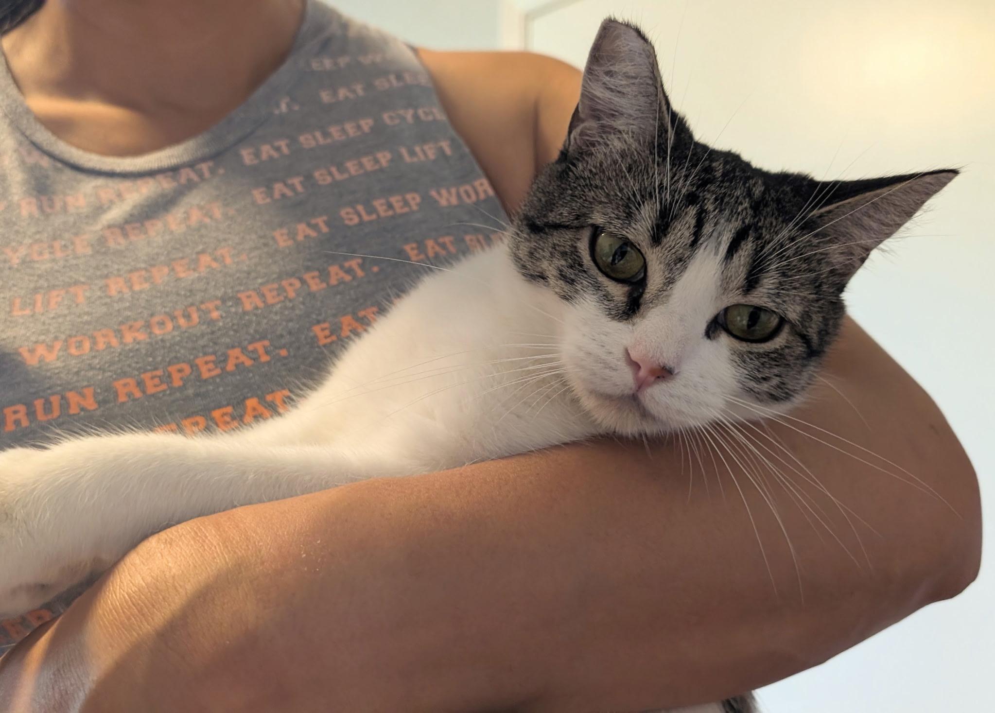 Sadie Jade, Adoptable, Adult Female Domestic Short Hair.