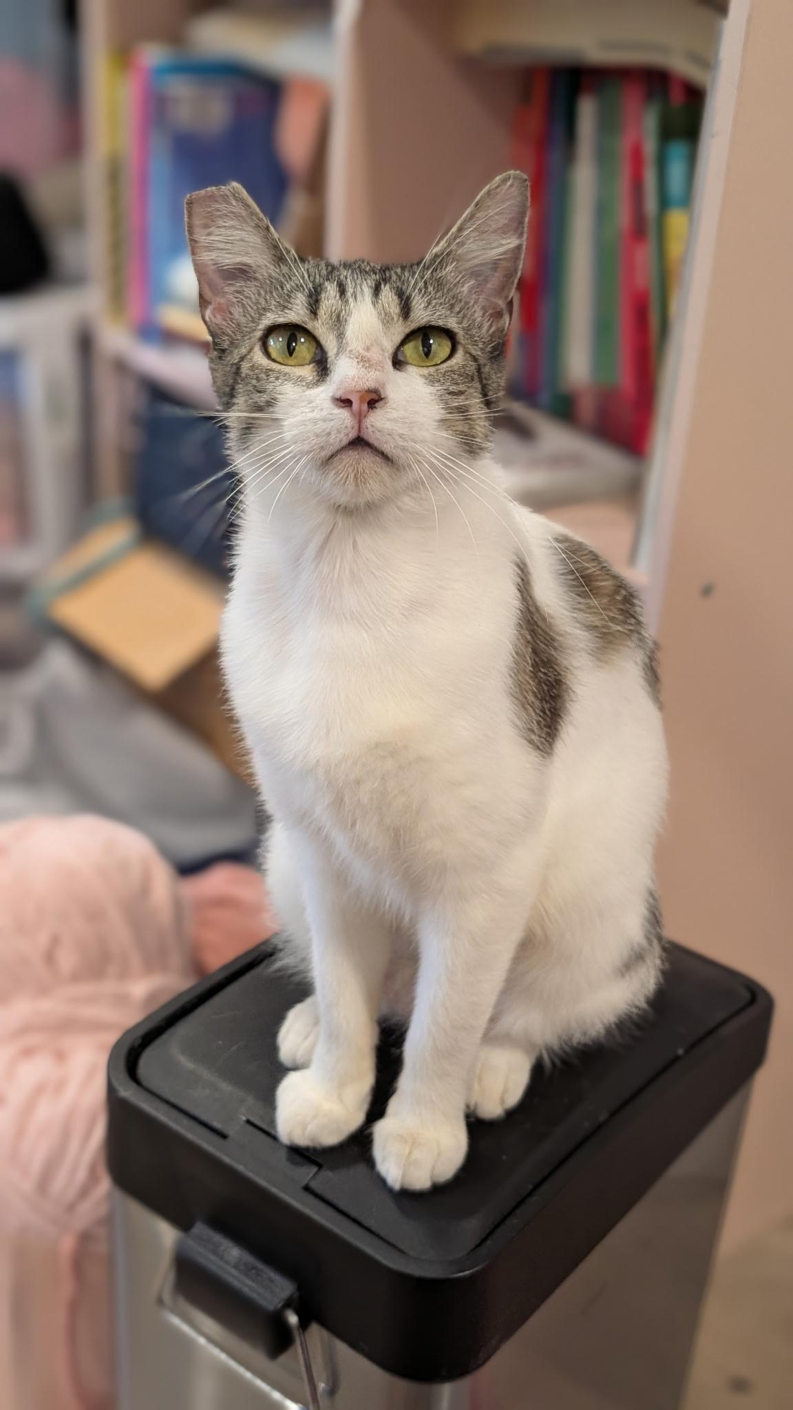 Sadie Jade, a Adoptable Domestic Short Hair in San Jose, CA image 6/6